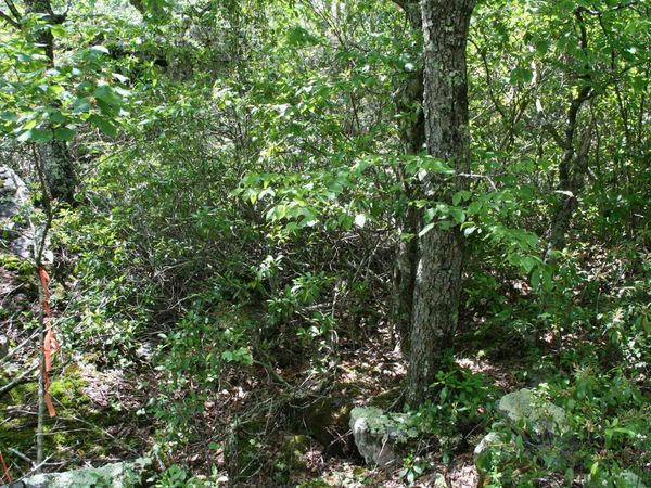 TBD HIGH VALLEY SOUTH, Unit 55, MONTEREY, VA 24465