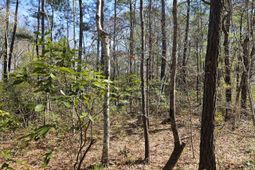 0 Brock Street photo 4