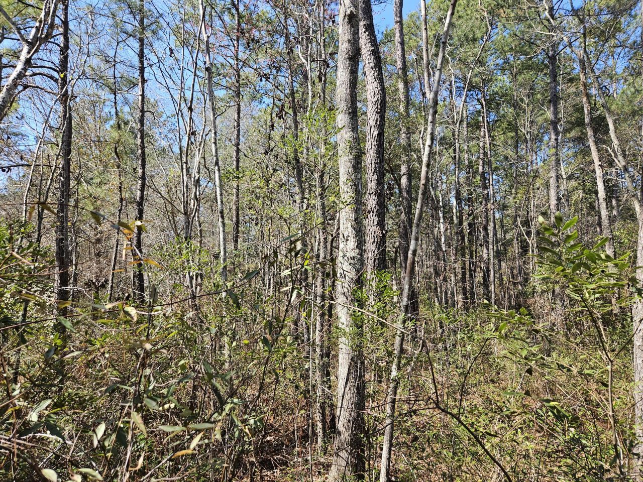 0 Brock Street Photo 3