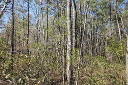 0 Brock Street photo 4