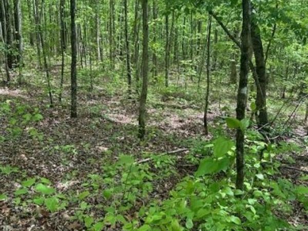 Lot 33 Wilson Ridge Road, Wilder, TN 38589