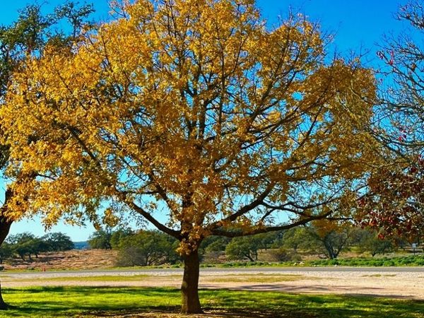 135 N Shapen Springs, Harper, TX 78631