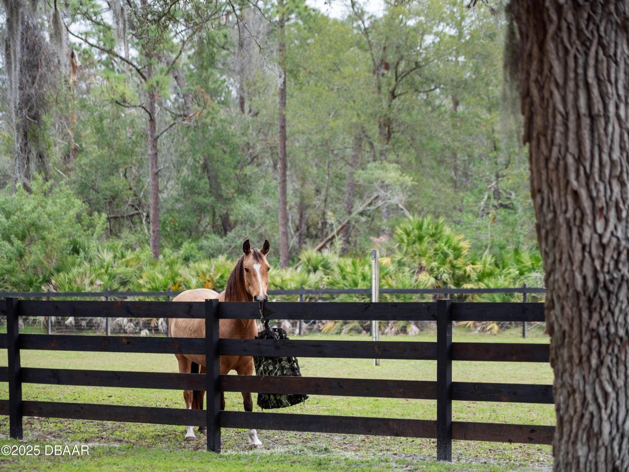 1715 Fern Park Drive, Port Orange, FL 32128 Photo