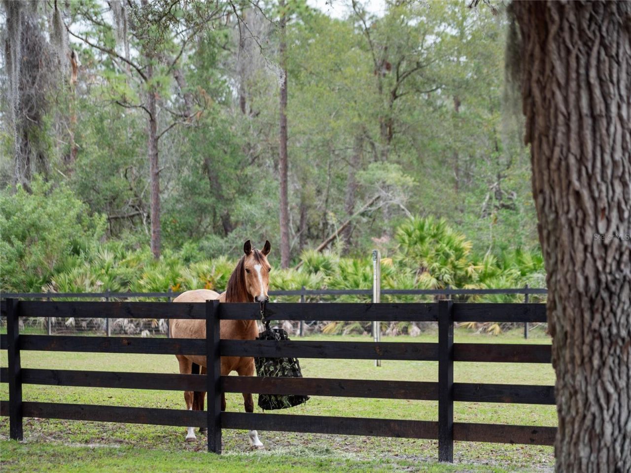 1715 Fern Park Drive, Port Orange, FL 32128 Photo