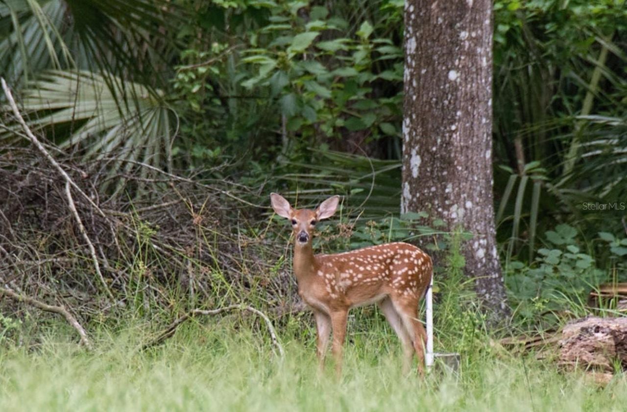19300 Lonesome Pine Drive, Land O Lakes, FL 34638 Photo
