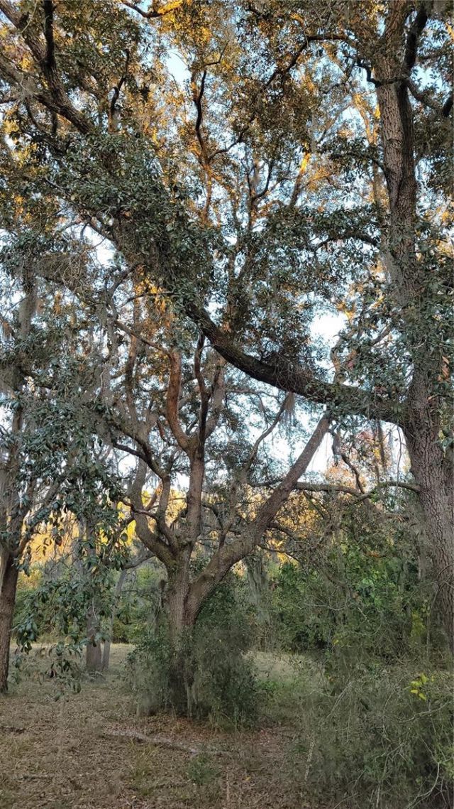 213 Clifton Road, Crescent City, FL 32112 Photo