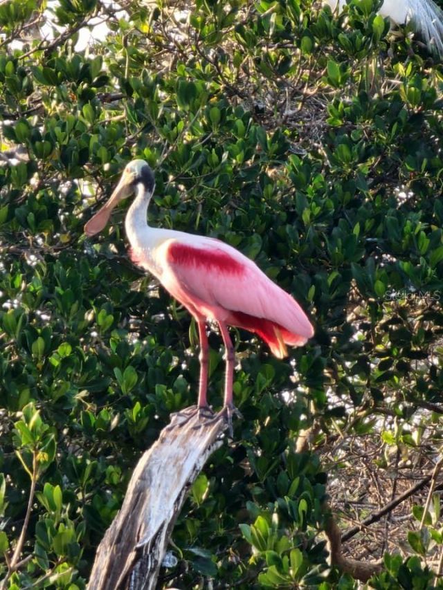 471 Bayshore Road, Nokomis, FL 34275 Photo