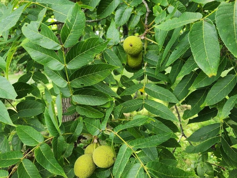 14105 Portie Flamingo Road, Corning, OH 43730 Photo 57