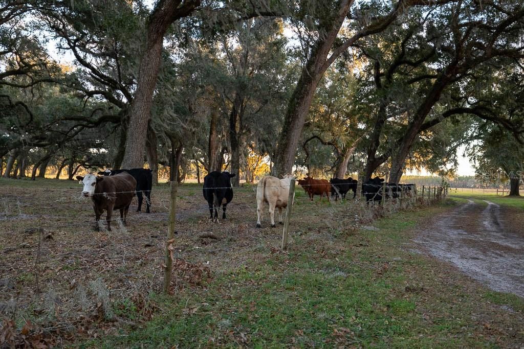 993 Cr 722, Webster, FL 33597 Photo