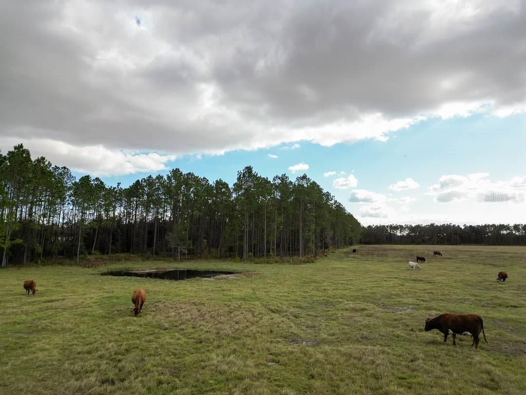 993 Cr 722, Webster, FL 33597 Photo