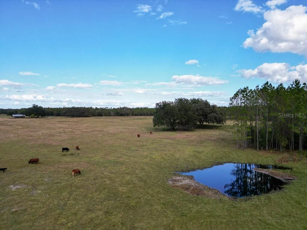 993 Cr 722, Webster, FL 33597 Photo