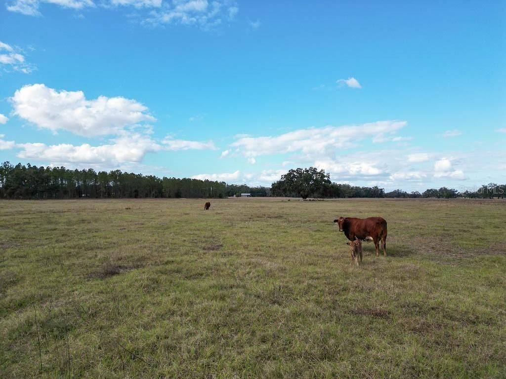 993 Cr 722, Webster, FL 33597 Photo