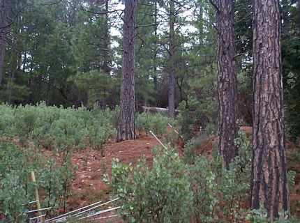 20550 Grizzly Creek Rd, North San Juan, CA 95959 Photo