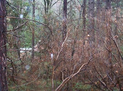 20550 Grizzly Creek Rd, North San Juan, CA 95959 Photo