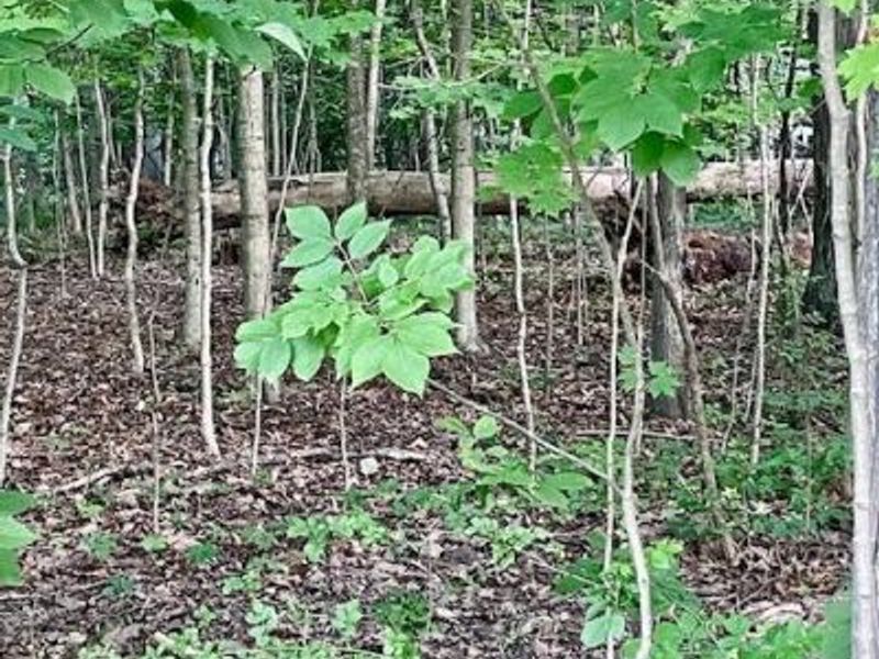 0 Sunset Drive, Powell, OH 43065 Photo 5