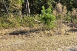 37 Levant Byas Road photo 4