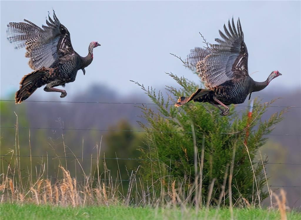 Tbd SW 101st Road, Chilhowee, MO 64773 Main Photo