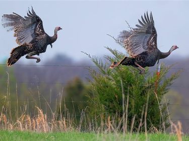 TBD SW 101st Road, Chilhowee, MO 64773