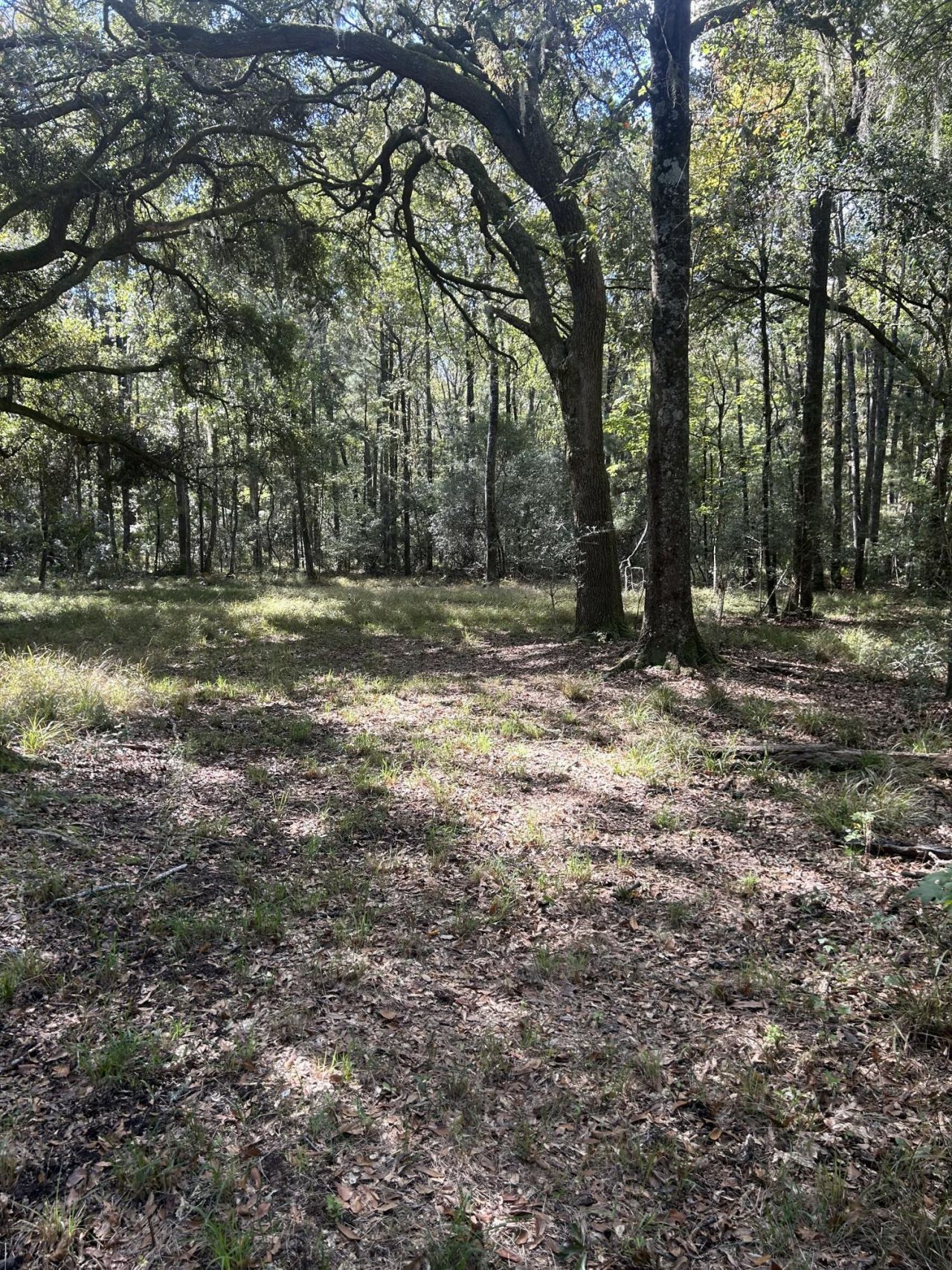 7887 Mary Seabrook Road Photo 32