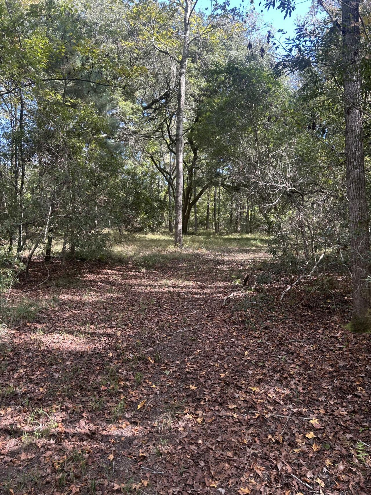 7887 Mary Seabrook Road Photo 35