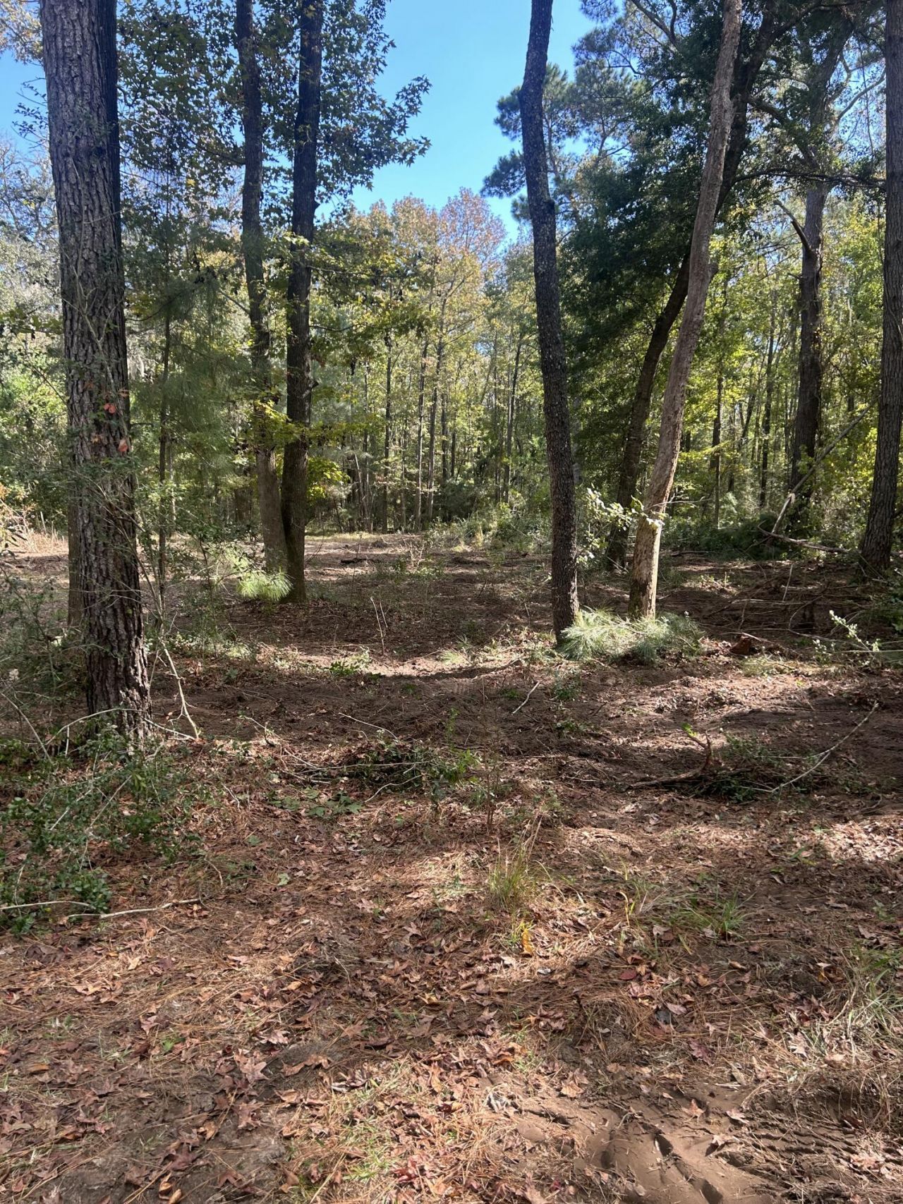 7887 Mary Seabrook Road Photo 41