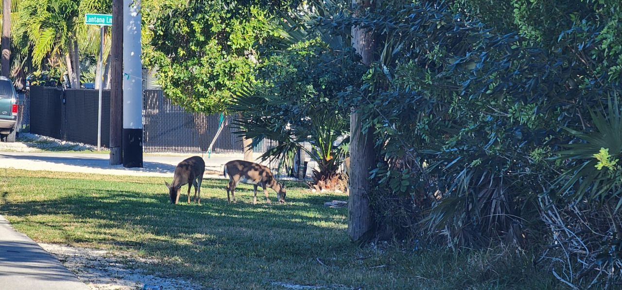 Bk 24 Lt 2 Pandorea Lane, Big Pine Key, FL 33043 Photo