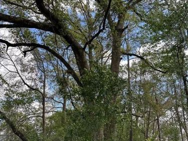 00 SW 193 CIRCLE, DUNNELLON, FL 34432