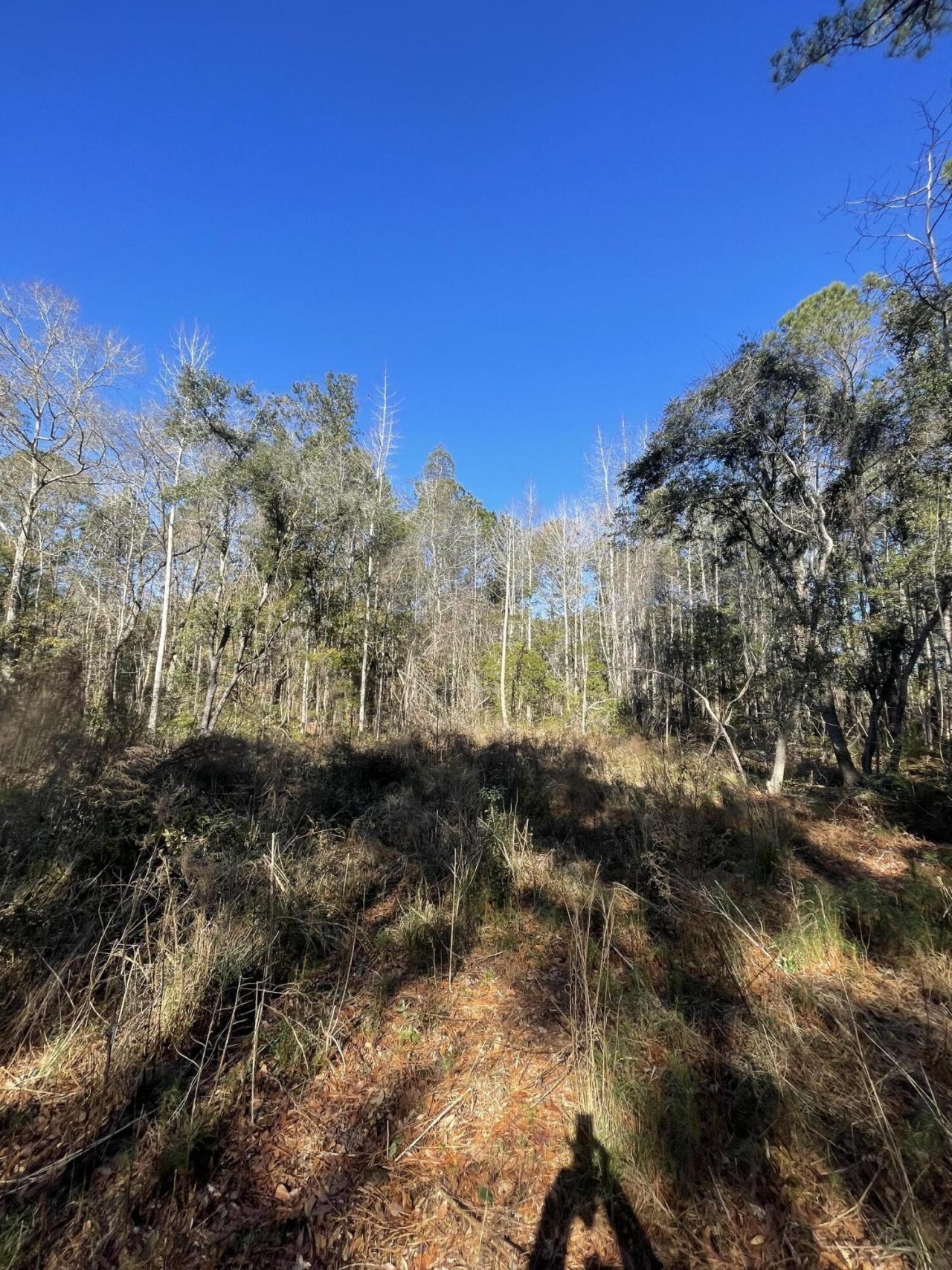 00 N Highway 17 Photo 19