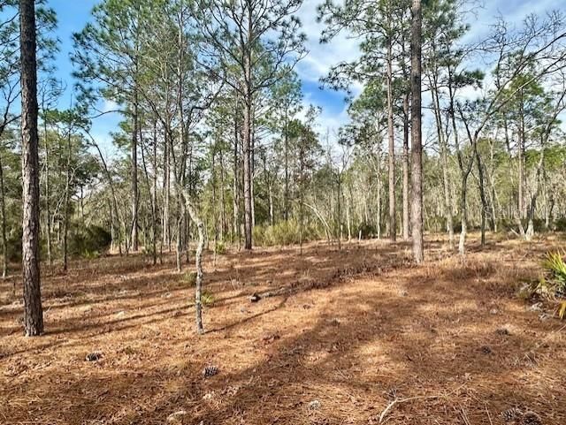 Nw County Road 236, Bell, FL 32619 Photo