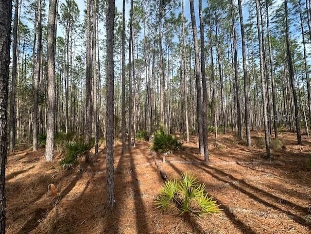 Nw County Road 236, Bell, FL 32619 Photo