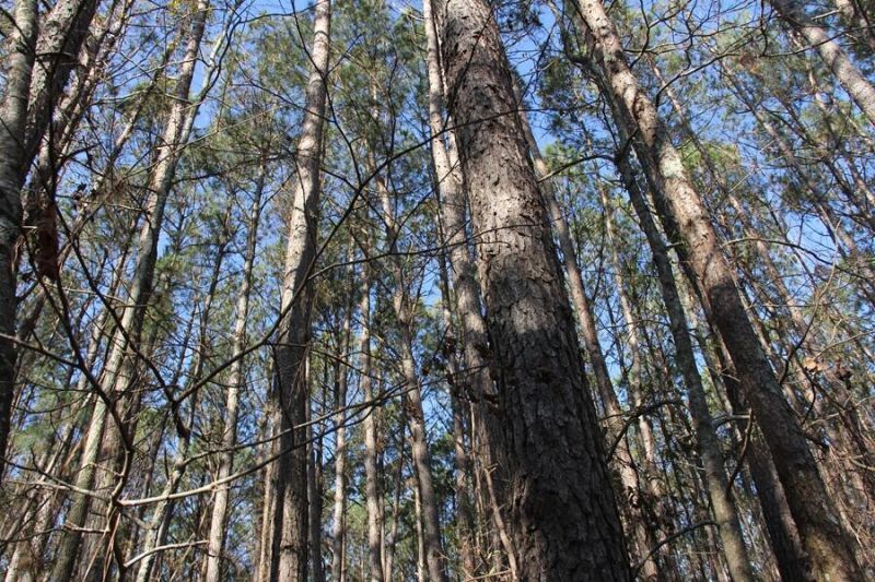 0 Corona Drive Photo 14