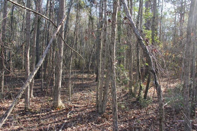 0 Corona Drive Photo 6