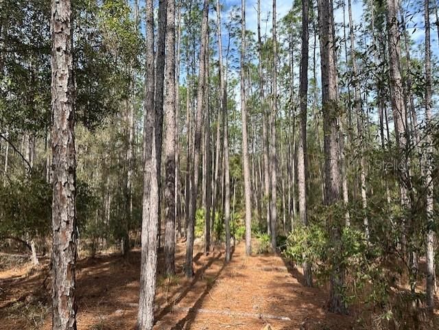 Nw County Road 236, Bell, FL 32619 Photo