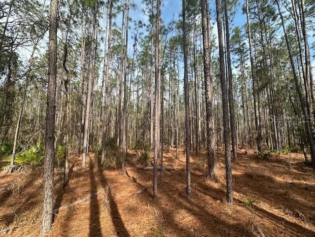 Nw County Road 236, Bell, FL 32619 Photo