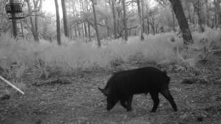 641 Sheppard Road, Venus, FL 33960 Photo