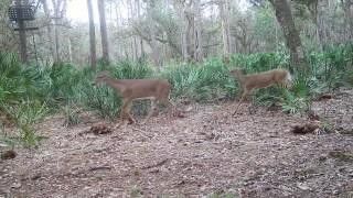 641 Sheppard Road, Venus, FL 33960 Photo