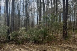 112 Founders Oak Way photo 4