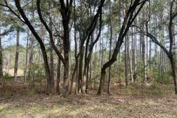 237 Founders Oak Way photo 4