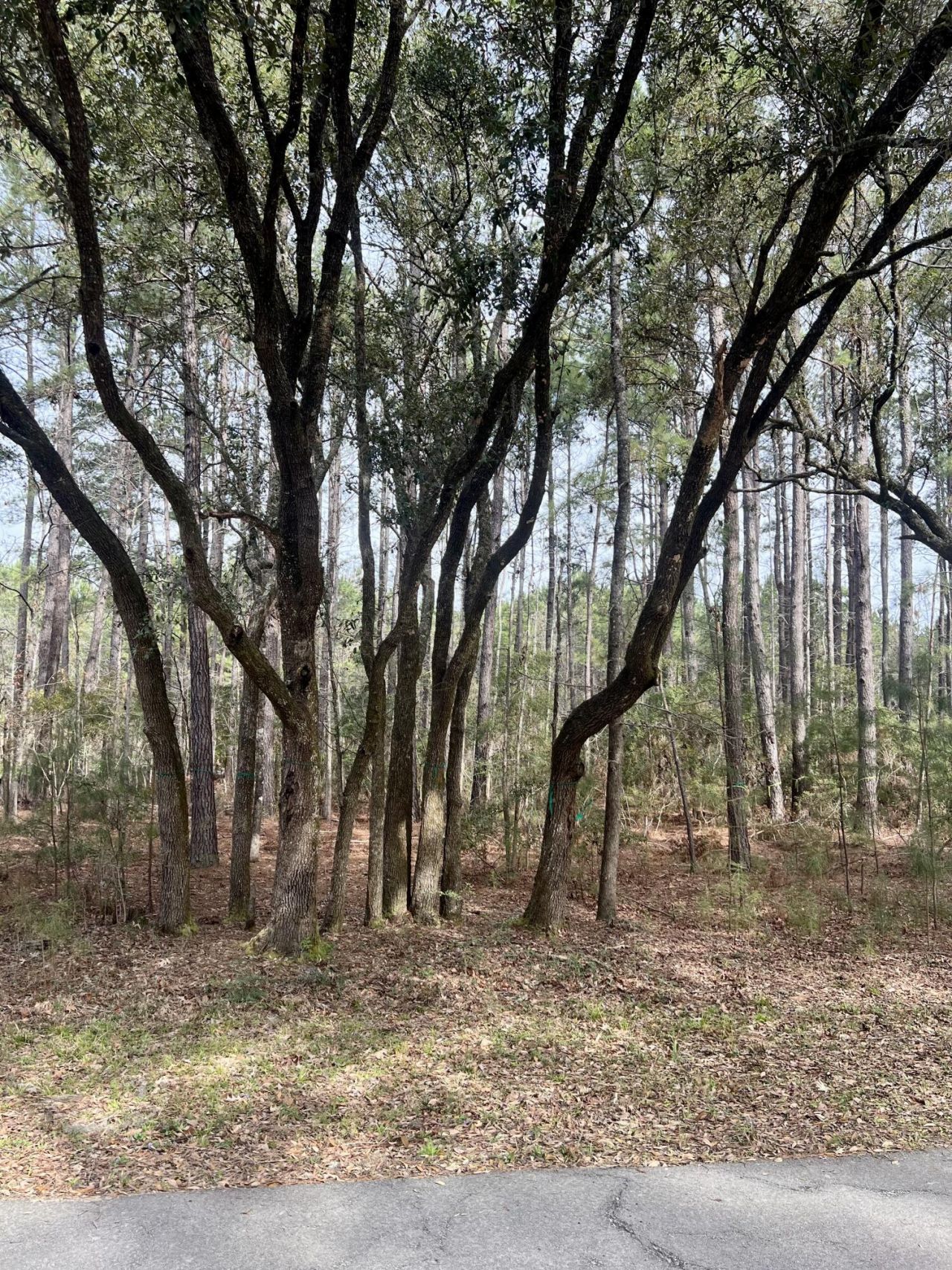 237 Founders Oak Way Photo 4