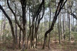 237 Founders Oak Way photo 4