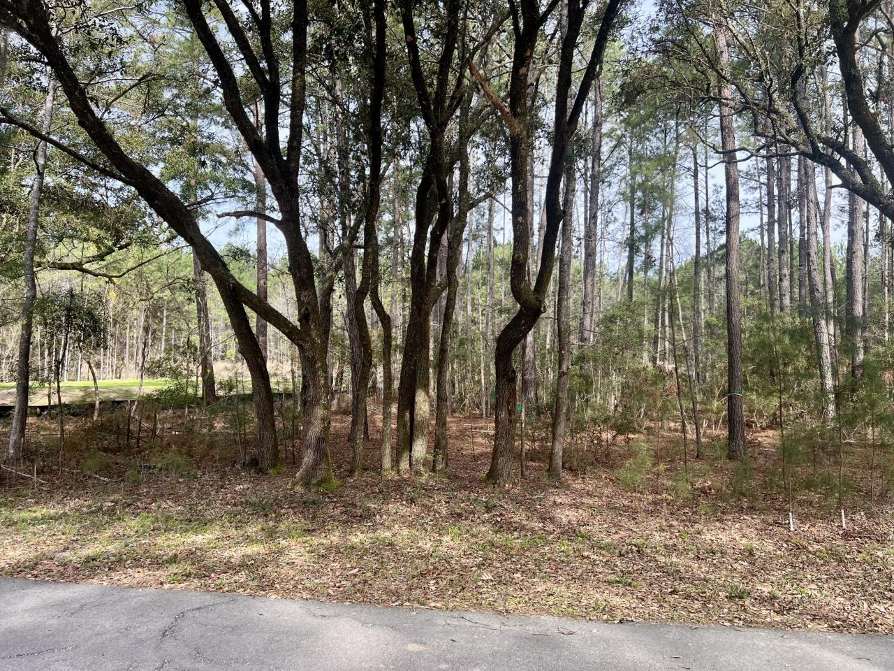 237 Founders Oak Way Photo 5