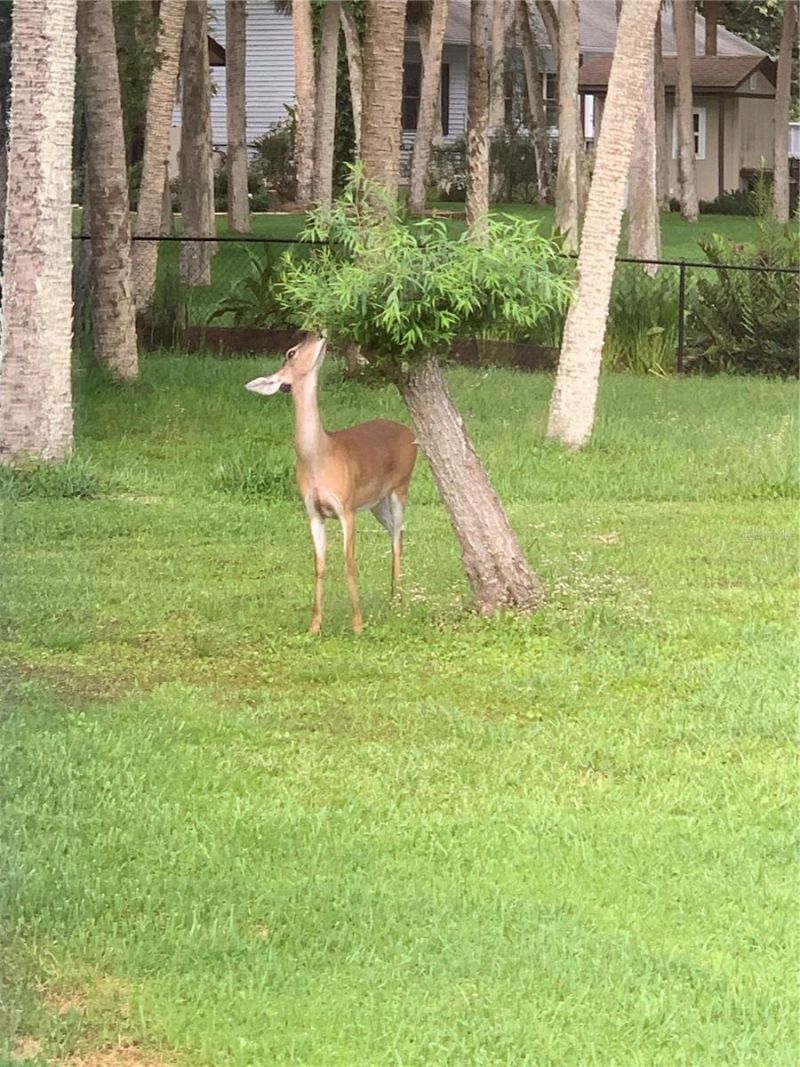 372 Rest Haven Road, Geneva, FL 32732 Photo