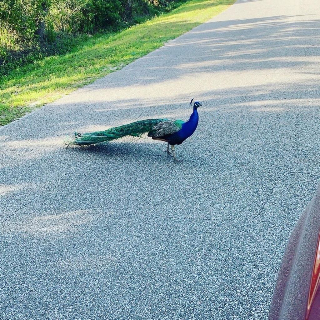 372 Rest Haven Road, Geneva, FL 32732 Photo