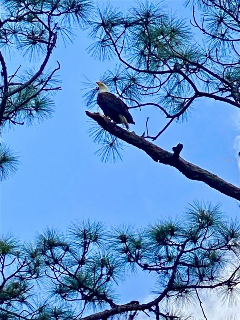 372 Rest Haven Road, Geneva, FL 32732 Photo