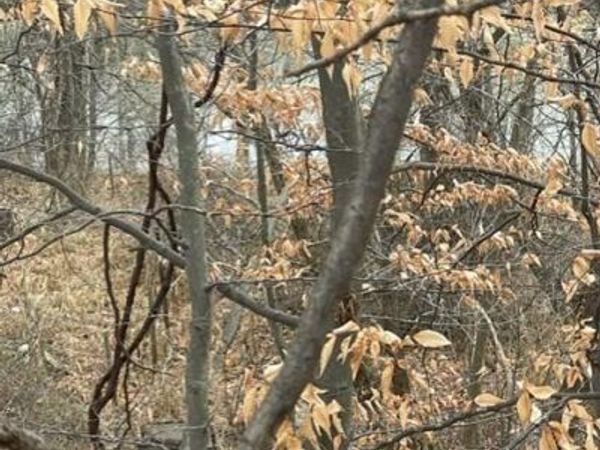 0 Wilson Street, Coloma, MI 49038