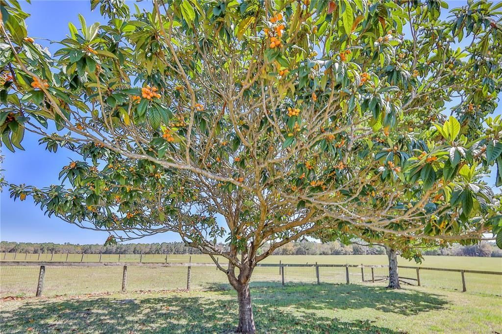 13496 S Oakview Avenue, Floral City, FL 34436 Photo