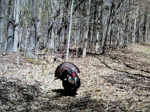 0 Bowman Road , Medon, TN 38356