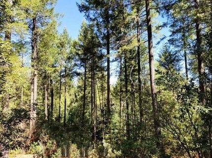 46 Ringtail Rd, Georgetown, CA 95634 Photo