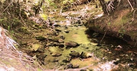 46 Ringtail Rd, Georgetown, CA 95634 Photo