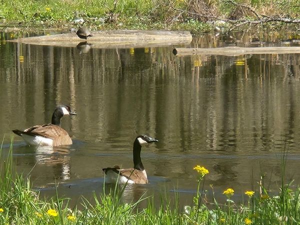 33050 Nancy Dr, Walker, LA 70785